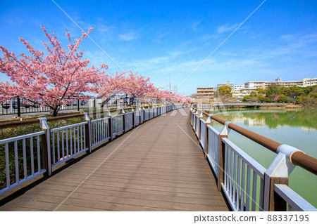 大武市二池公園的河津櫻花盛開 大武市二池公園的河津櫻花盛開 88337195