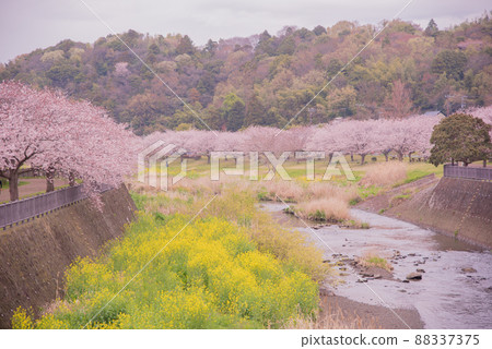 藤澤市曳地川上的一排櫻花樹 88337375
