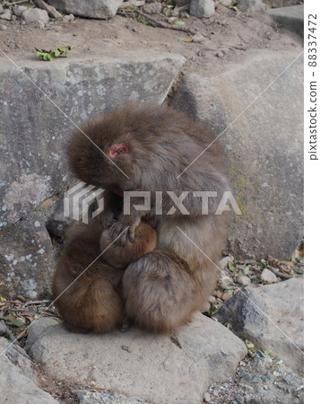 Monkey grooming 88337472