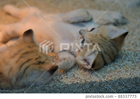 Mother and four kittens of Kobe Animal Kingdom "Sand Cat" 88337773
