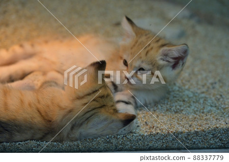 Mother and four kittens of Kobe Animal Kingdom "Sand Cat" 88337779