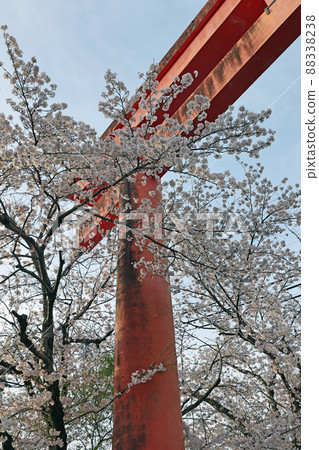 Cherry blossoms at Yasaka Shrine Cherry blossoms at Yasaka Shrine 88338238