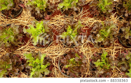 Red oak in row and rice straw covered ground between row, top tree's color is light green. Red oak in row and rice straw covered ground between row, top tree's color is light green. 88338363