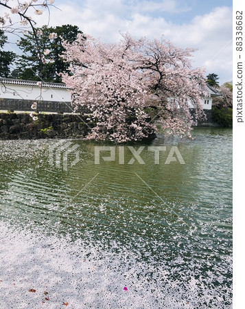 《小田原城》護城河和櫻花景色 《小田原城》護城河和櫻花景色 88338682