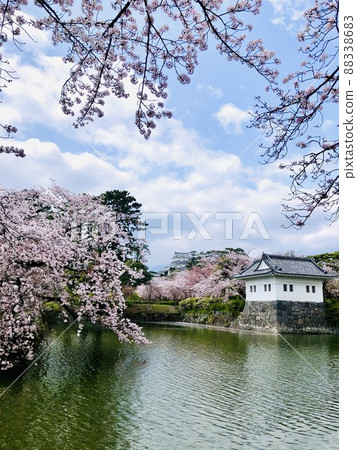 《小田原城》護城河和櫻花景色 《小田原城》護城河和櫻花景色 88338683