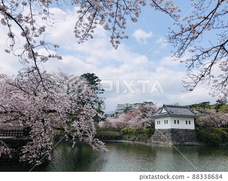 《小田原城》護城河和櫻花景色 《小田原城》護城河和櫻花景色 88338684