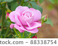 Rose   88338754