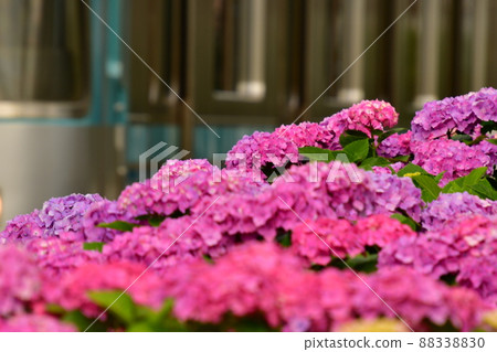 繡球花和火車 繡球花和火車 88338830