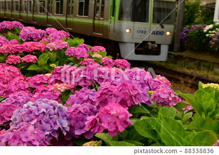 繡球花和火車 繡球花和火車 88338836