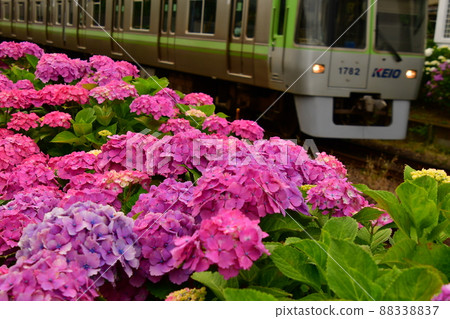 繡球花和火車 88338837