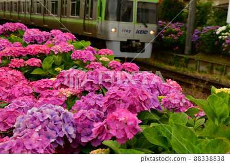繡球花和火車 繡球花和火車 88338838