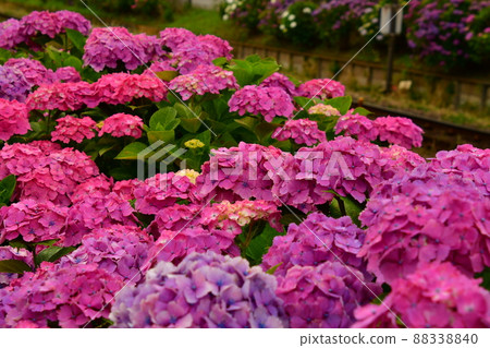 繡球花和鐵路軌道 88338840