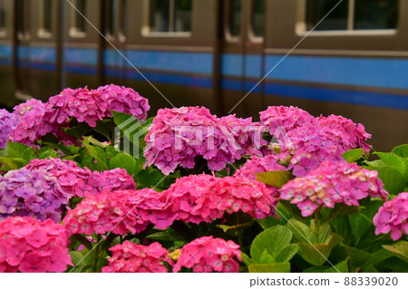 繡球花和火車 繡球花和火車 88339020