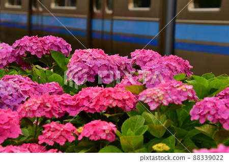 繡球花和火車 繡球花和火車 88339022