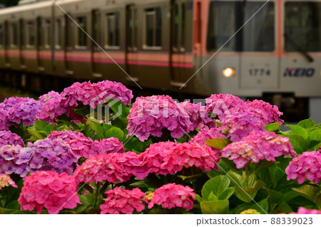 繡球花和火車 繡球花和火車 88339023