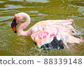 Flamingo bath 88339148