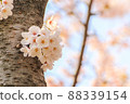 Cherry blossoms ① 88339154