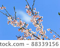 Cherry tree ② 88339156