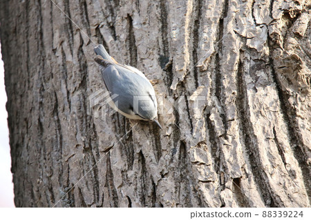 Nuthatch, 50 sparrows, Hokkaido wild birds 88339224