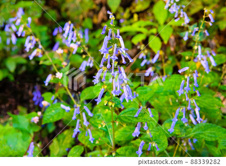 The flowers of the wild grass, Isodon effusus, are in bloom in the shade of the primeval forest. Please have a pretty flower. Hiroshima The flowers of the wild grass, Isodon effusus, are in bloom in the shade of the primeval forest. Please have a pretty flower. Hiroshima 88339282