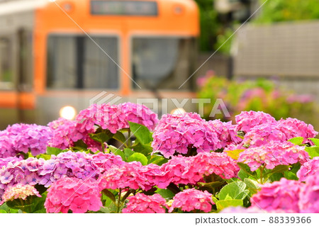 Hydrangea and train 88339366