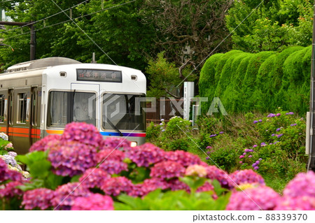 繡球花和火車 繡球花和火車 88339370