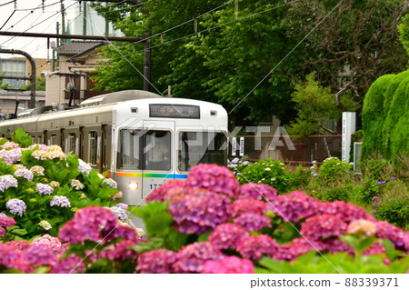 繡球花和火車 繡球花和火車 88339371