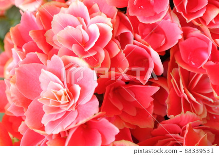 Begonia Begonia 88339531