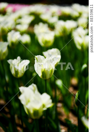 Tulip: Spring green billide bloom Tulip: Spring green billide bloom 88339611