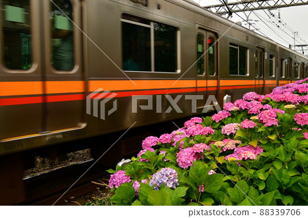 繡球花和火車 88339706