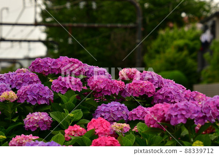 Hydrangea and railway track 88339712