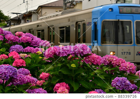 繡球花和火車 88339716