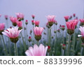 春花 Lausin Semam Apricot Jam 88339996