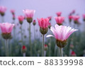 春花 Lausin Semam Apricot Jam 88339998