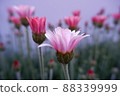 春花 Lausin Semam Apricot Jam 88339999