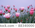 春花 Lausin Semam Apricot Jam 88340000