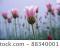 春花 Lausin Semam Apricot Jam 88340001