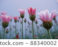 春花 Lausin Semam Apricot Jam 88340002