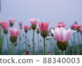 春花 Lausin Semam Apricot Jam 88340003