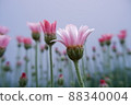 春花 Lausin Semam Apricot Jam 88340004
