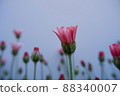 春花 Lausin Semam Apricot Jam 88340007