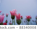 春花 Lausin Semam Apricot Jam 88340008