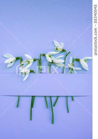 Composition with snowdrop flowers on color background, Creative layout made with snowdrop flowers on bright blue background. Flat lay. Spring minimal concept. Composition with snowdrop flowers on color background, Creative layout made with snowdrop flowers on bright blue background. Flat lay. Spring minimal concept. 88340048