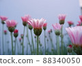 春花 Lausin Semam Apricot Jam 88340050