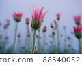 春花 Lausin Semam Apricot Jam 88340052