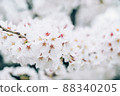 有復制空間的蒼白櫻花 88340205