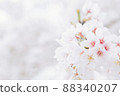 有復制空間的蒼白櫻花 88340207