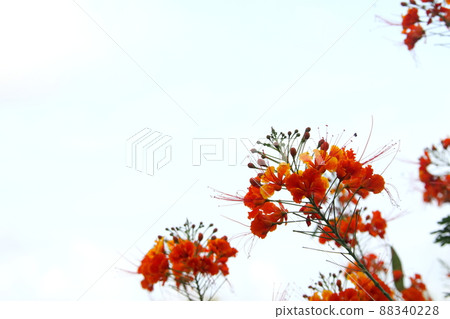 Orange flowers and buds of The flame tree or Royal poinciana and sky. 88340228