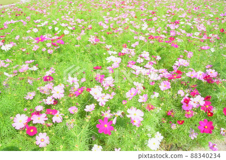 Autumn flowers, cosmos 88340234