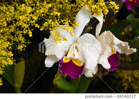 <東京>世界蘭展 88340237